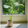110 1 monstera thai constellation 8 cm