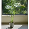 Monstera 'Thai Constellation', Ø 6 cm