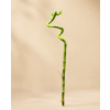 Šťastný bambus – Lucky Bamboo 50 cm (Dracaena sanderiana), spirála