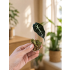Alocasia 'Polly' - Řízek