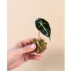Alocasia 'Polly' - Řízek