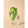 Monstera Variegated Adansonii Aurea – Řízek