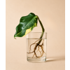 Philodendron Domesticum Variegata - Řízek