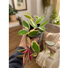 Hoya carnosa 'Flamingo Dream', Ø 12 cm