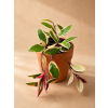 Hoya carnosa 'Flamingo Dream', Ø 12 cm