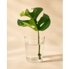 Monstera minima Variegated (Raphidophora Tetrasperma) - Řízek