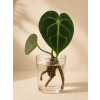 Anthurium clarinervium matuda - Řízek