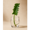 Philodendron Narrow escape - Řízek