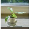 113 philodendron white wizard 6 cm
