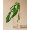 Monstera Indonesian Marble - Řízek