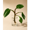 Philodendron 'White Princess' - Řízek