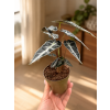 Alocasia 'Polly', Ø 9 cm