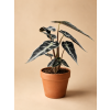 Alocasia 'Polly', Ø 9 cm