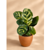 Calathea Makoyana, Ø 6 cm