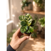 Calathea Makoyana, Ø 6 cm