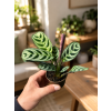 Calathea Amagris, Ø 6 cm