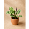 Calathea Amagris, Ø 6 cm