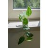 116 1 scindapsus pictus 6 cm