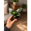 Ficus elastica 'Robusta', Ø 6 cm