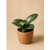 Ficus elastica 'Robusta', Ø 6 cm