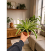 Chlorophytum Comosum Vittatum, Ø 12 cm