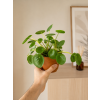 Pilea 'peperomioides', Ø 13 cm
