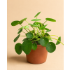 Pilea 'peperomioides', Ø 13 cm