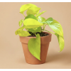 Epipremnum Golden Pothos – Řízek
