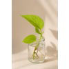 Epipremnum Golden Pothos – Řízek