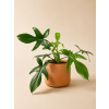 Philodendron Florida Green, Ø 12 cm