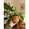 Philodendron Florida Green, Ø 12 cm