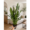 Aglaonema Juliette, Ø 14 cm