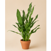 Aglaonema Juliette, Ø 14 cm