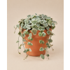 Ceropegia woodii variegata, Ø 8 cm