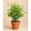 Ficus benjamina Kinky, Ø 12 cm