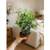 Ficus benjamina Kinky, Ø 12 cm