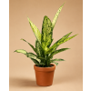 Dieffenbachia Vesuvio, Ø 17 cm