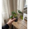 119 1 pilea peperomioides 8 cm