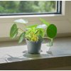 Pilea 'peperomioides', Ø 6 cm