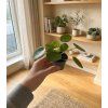Pilea 'peperomioides', Ø 6 cm