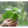 Pilea 'peperomioides', Ø 6 cm