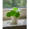 Pilea 'peperomioides', Ø 6 cm