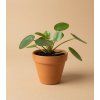 Pilea 'peperomioides', Ø 6 cm