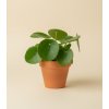 Pilea 'peperomioides', Ø 8 cm
