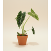 Alocasia 'Frydek', Ø 12 cm