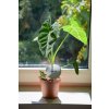 125 1 alocasia frydek 12 cm