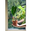 125 2 alocasia frydek 12 cm