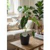 Alocasia 'Frydek', Ø 12 cm