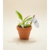 Philodendron 'Ring of Fire', Ø 6 cm
