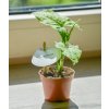 137 2 syngonium mojito 6 cm